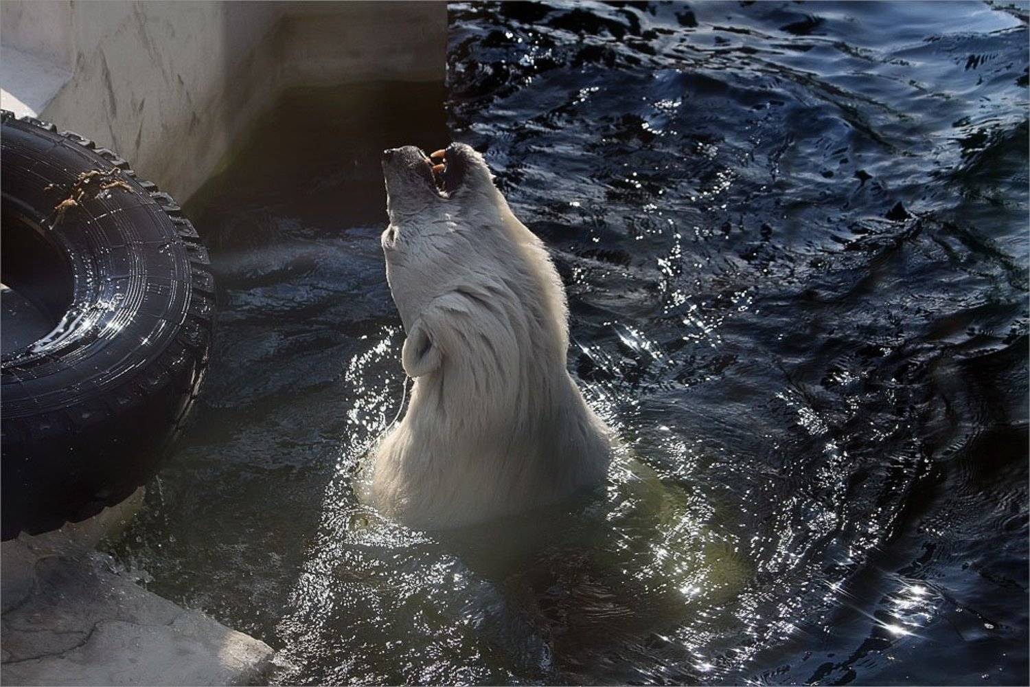 Водоем - это вам не какая то грязь.. Жизнь по кайфу у мишки... Жизнь удалась -). Автор: nadyk мишка белый, nadyk