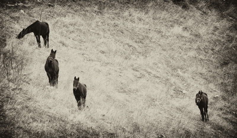 четыре, лошади Четыреphoto preview