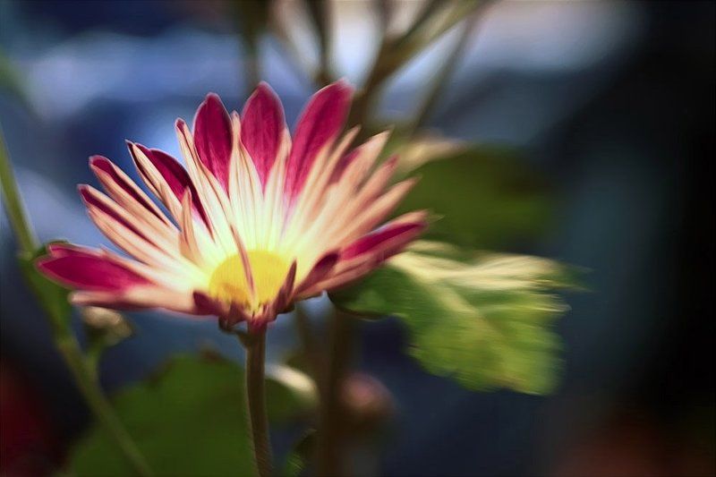 цветы хризантема кустовая Цветы - они всегда для души.. Они не просто красивы.. - они просто хороши.. фото превью