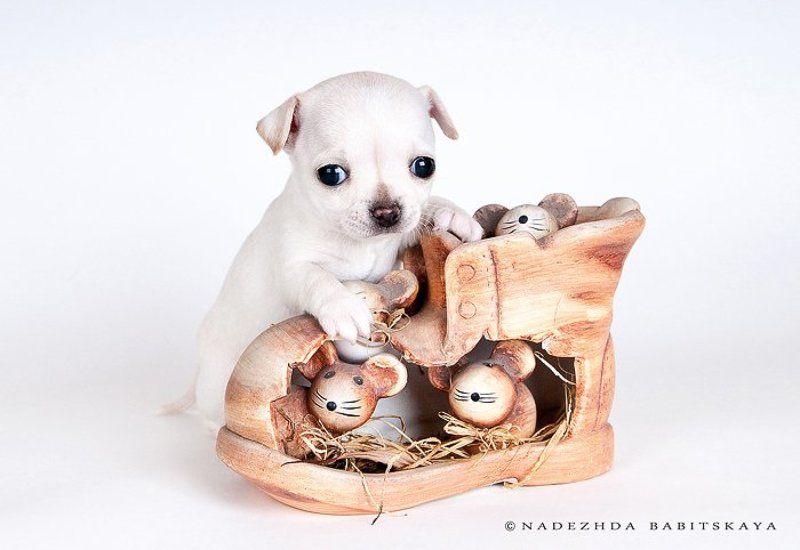 щенки, собаки, чихуа-хуа, dog, puppy ***photo preview