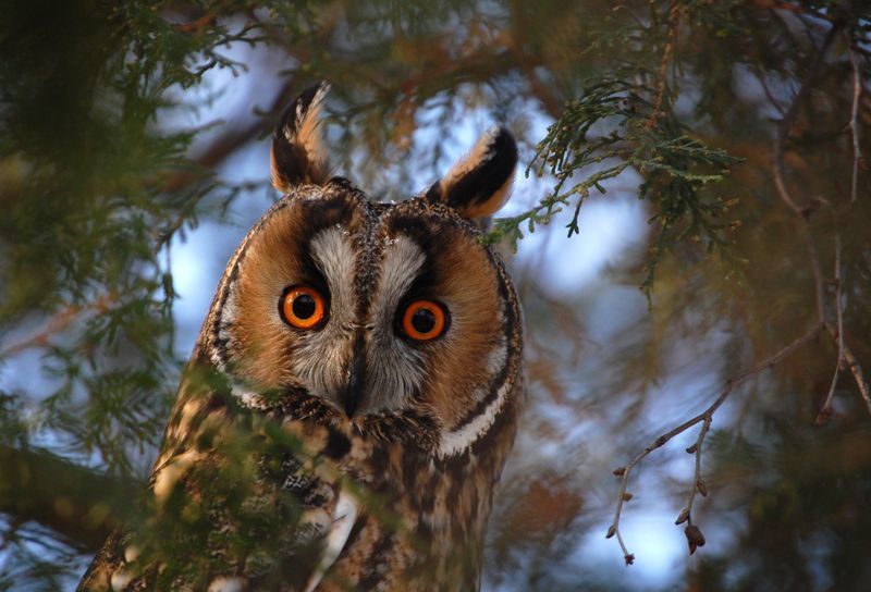 asio otus, ушастая сова, зима  фото превью