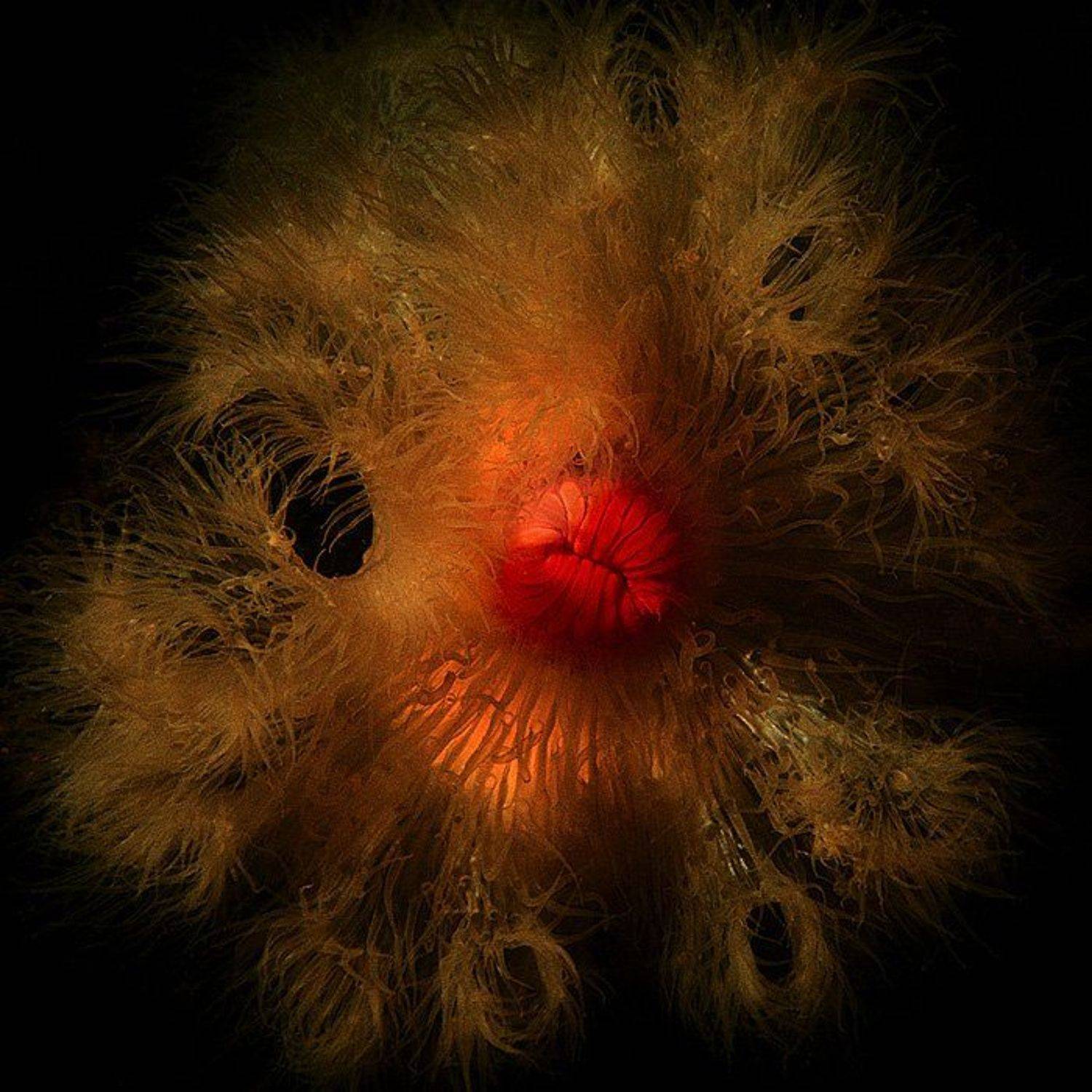 Алые губки актии нежной. Автор: Витя Лягушкин дайвинг, подводный мир, актиния, белое море, Витя Лягушкин