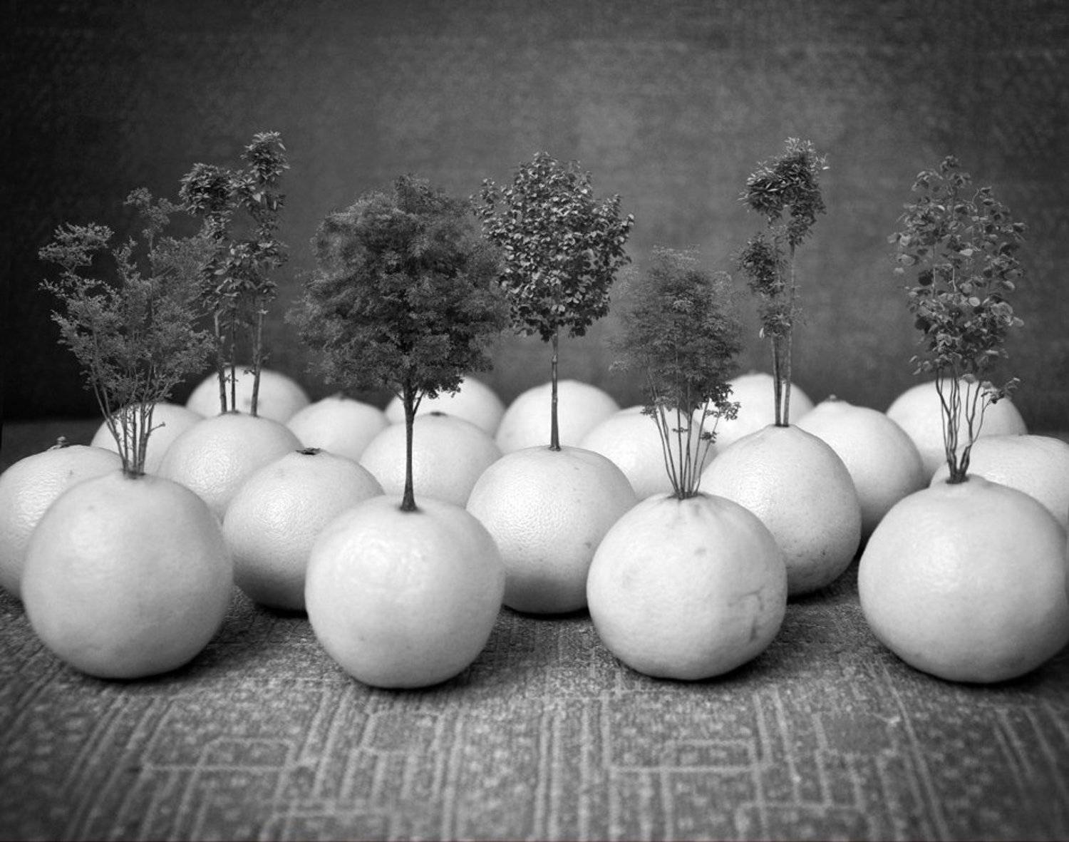 Апельсиновая роща. Автор: Детеныш , Детеныш