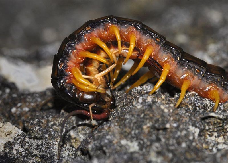 кольчатая, сколопендра, scolopendra, cingulata Кольчатая сколопендра, поедающая прибрежную уховерткуphoto preview
