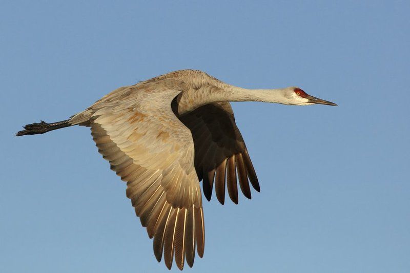 Канадский журавльphoto preview