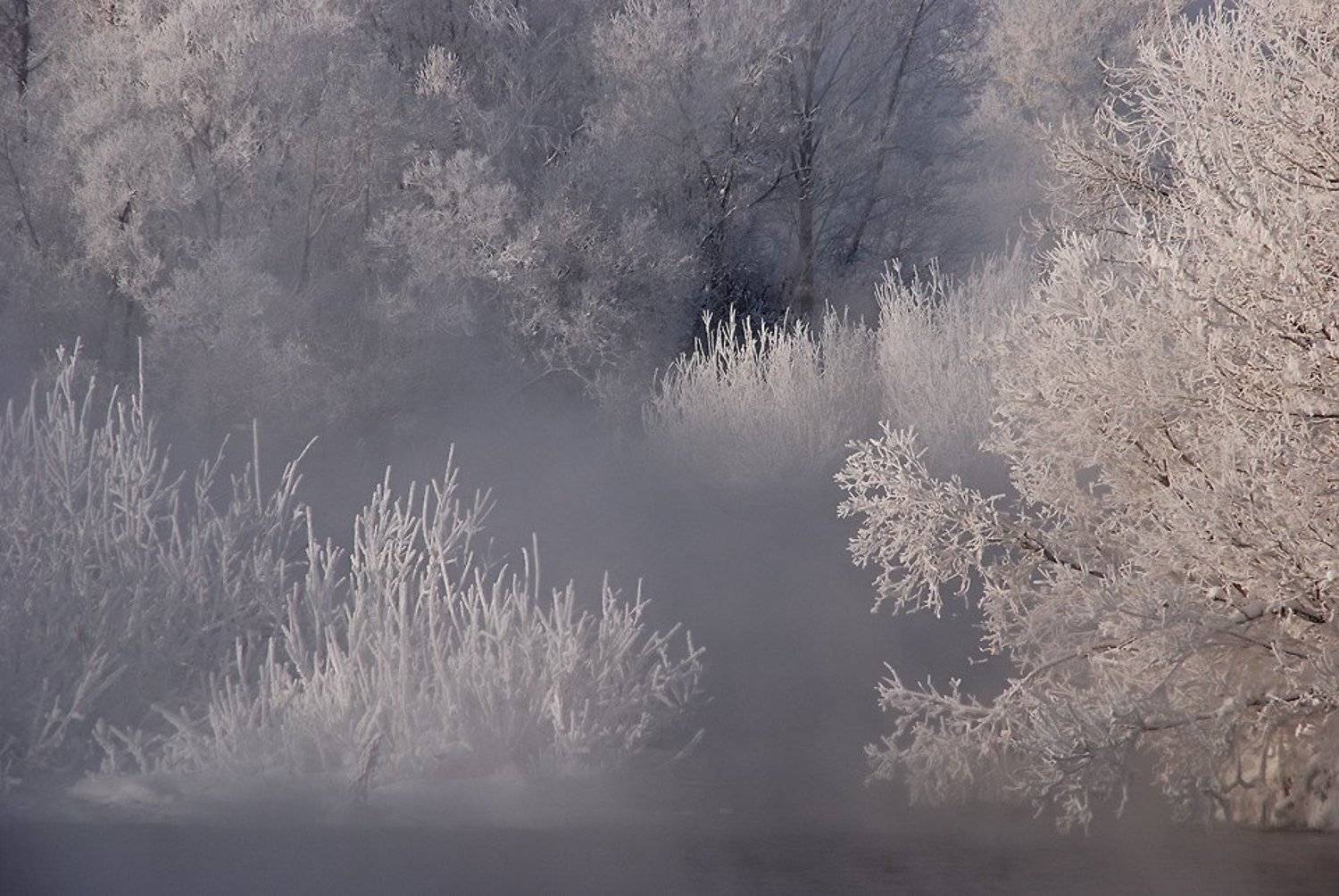 ***. Автор: Александр иртыш,зима,иней, Александр