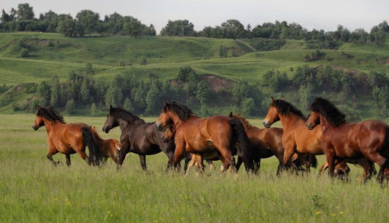 Про лошадокphoto preview