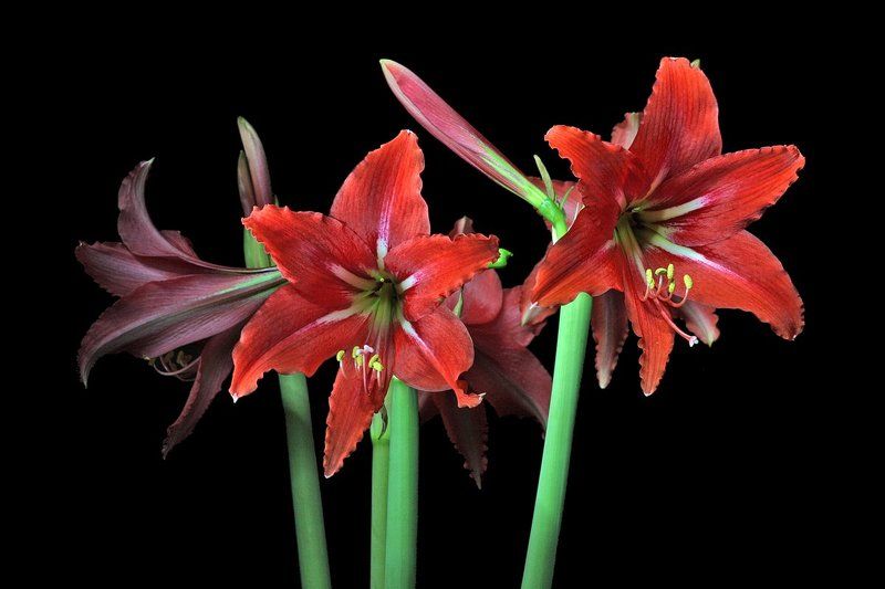 цветы ***photo preview