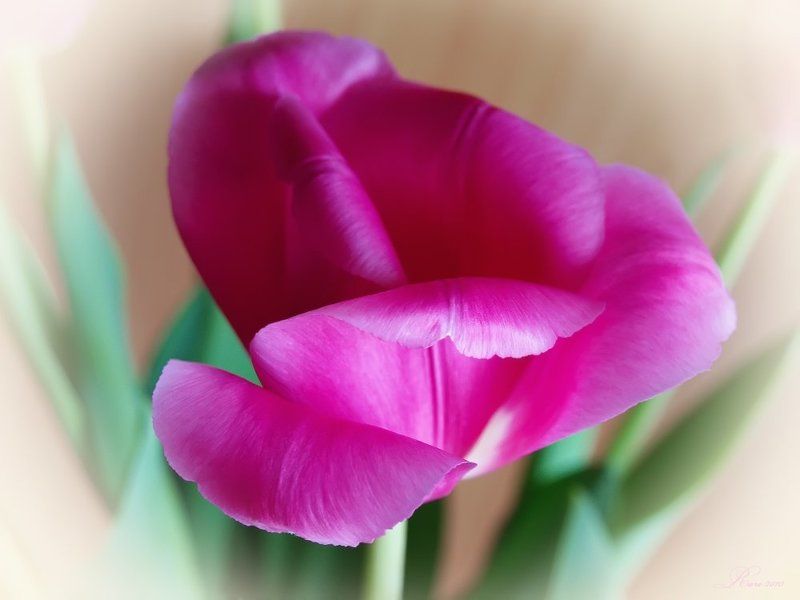 With love.photo preview