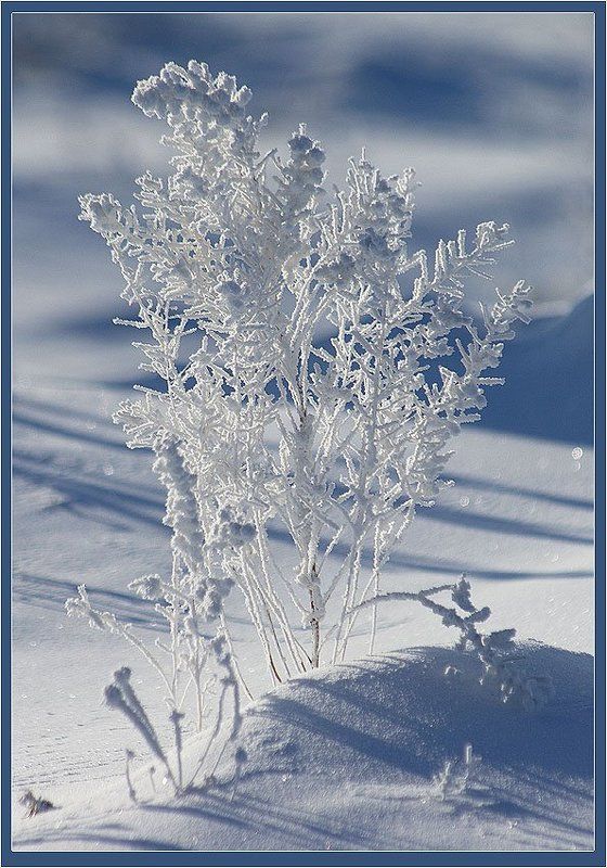 трава,иней Инейphoto preview