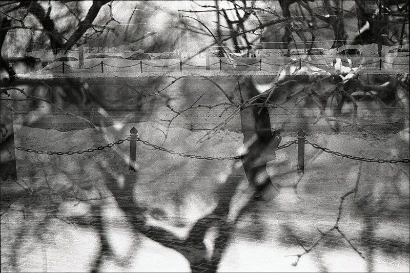 2010, город, дерево, зима, мульт, пленка, февраль, чб следы единорогаphoto preview