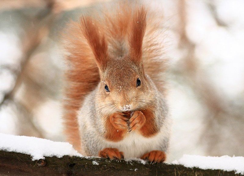 зима, обед, рыжая Рыжаяphoto preview