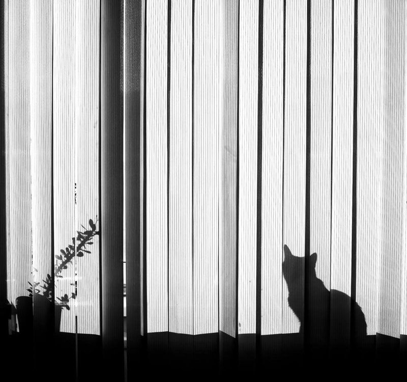 Тениphoto preview