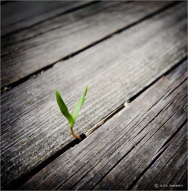 Сила жизниphoto preview