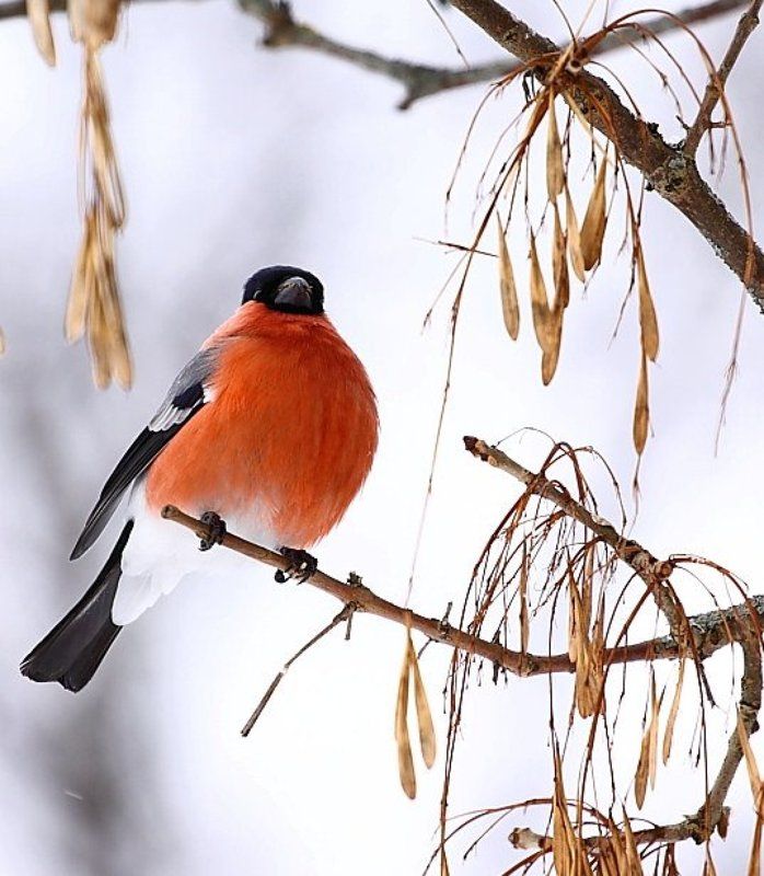 Толстячокphoto preview