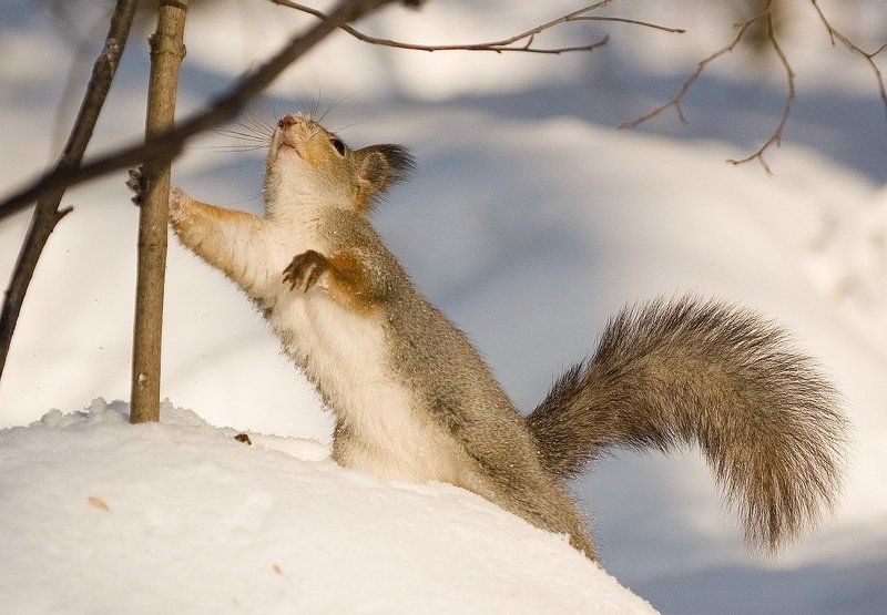 Вова,хорош на верху сидеть,пора слазить!photo preview