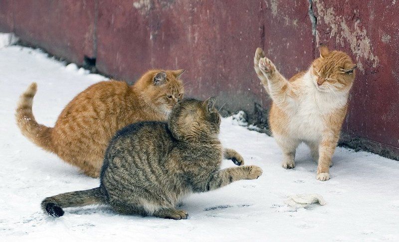 два против одногоphoto preview