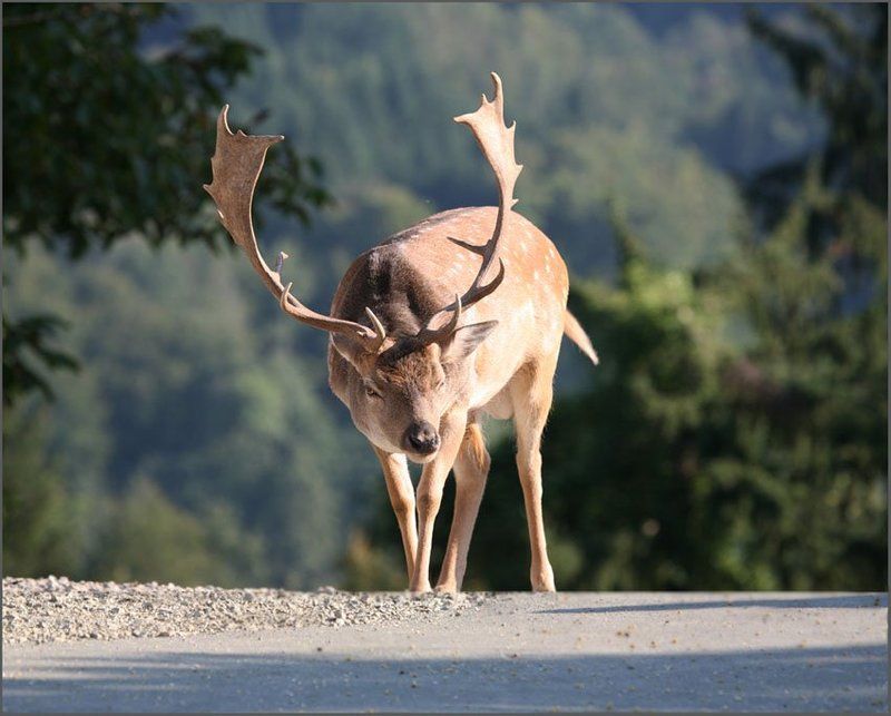 словения,2009 Олень альпийскийphoto preview