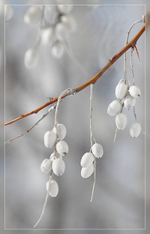 ветка дерево ягода плод Весна)photo preview