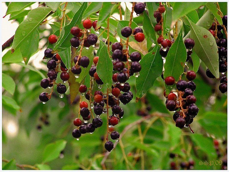 ПОСЛЕ ДОЖДЯ...photo preview