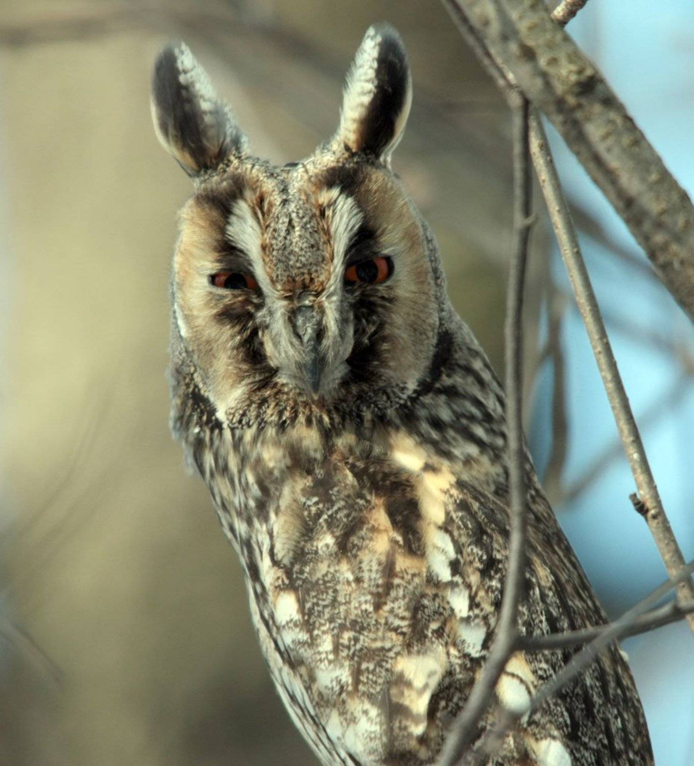птица, птицы, природа, животные, весна, солнце, сова, совы, ушастая сова,, Юрий Соколков