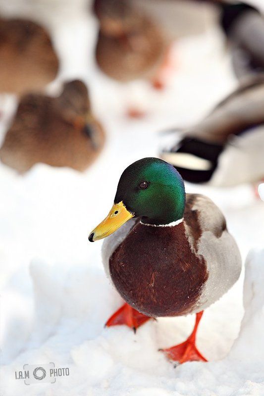 Вышел на прогулкуphoto preview