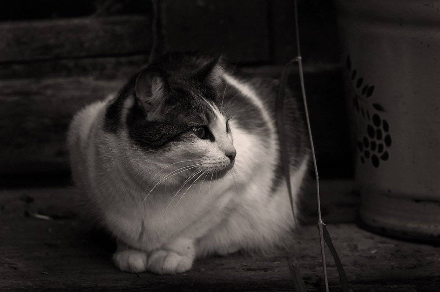 Тихонько ёкнуло сердечко: Ведёрко.. Джулька на крылечке.. Трава ершится возле ног... Был просто чудный вечерок... Автор: nadyk кошки дача джульетта джулька жук, nadyk