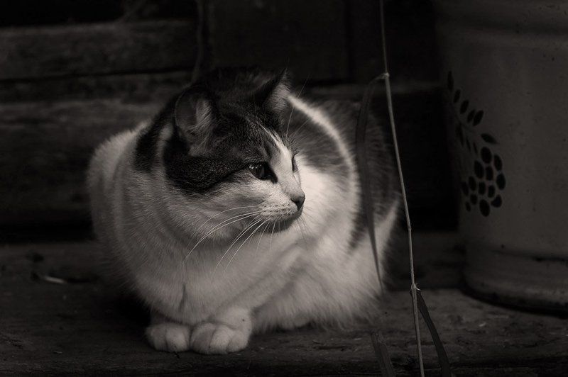 кошки дача джульетта джулька жук Тихонько ёкнуло сердечко: Ведёрко.. Джулька на крылечке.. Трава ершится возле ног... Был просто чудный вечерок.. фото превью