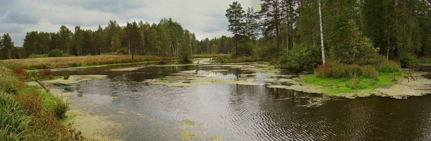 осень, урал, болото, лес, река, панорама, пейзаж, природа, Наталья Герасименко