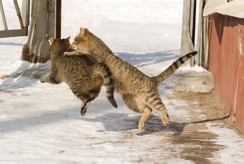 прыгуныphoto preview