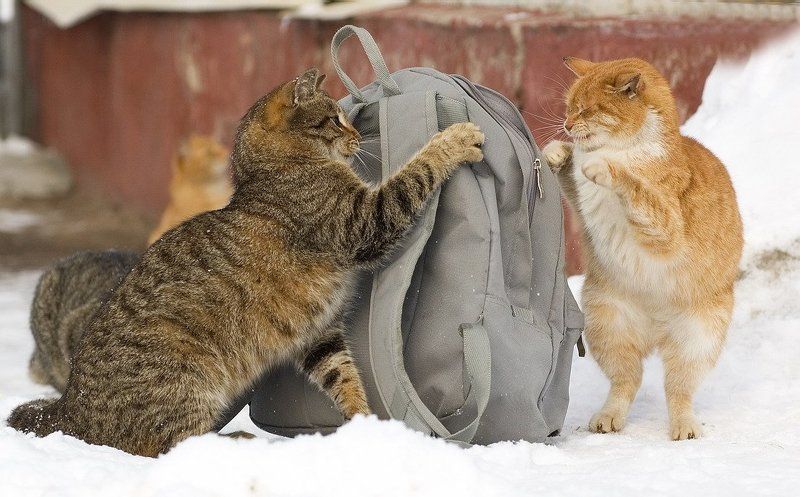 Грабют!Милицыя!!!photo preview