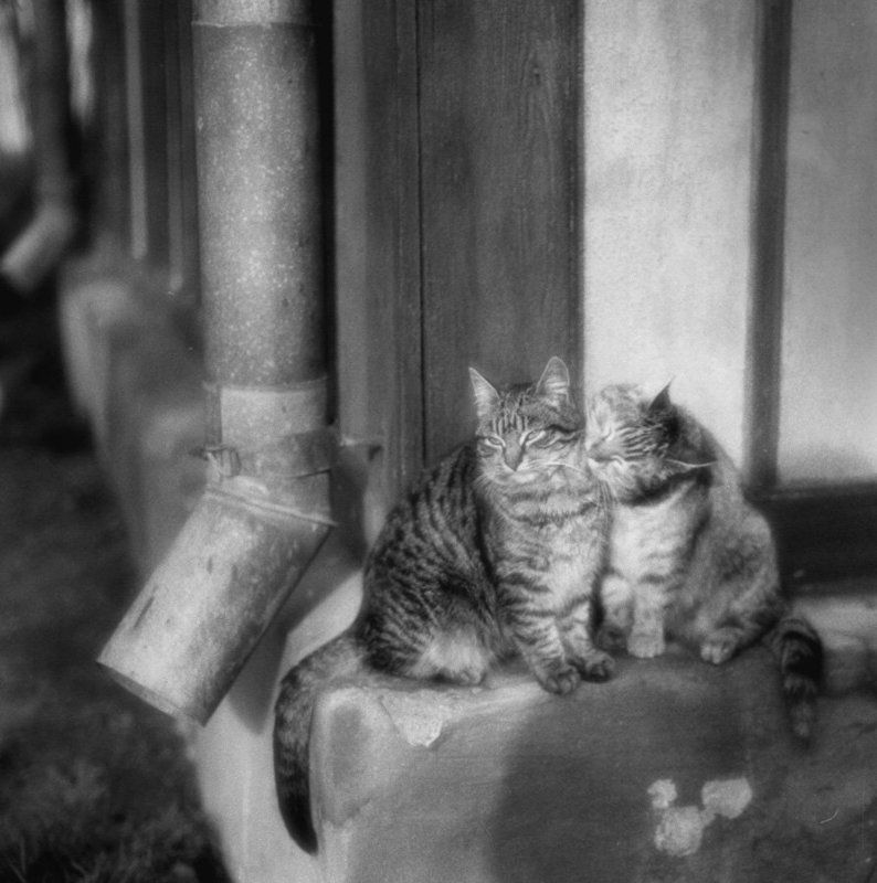 Парочкаphoto preview