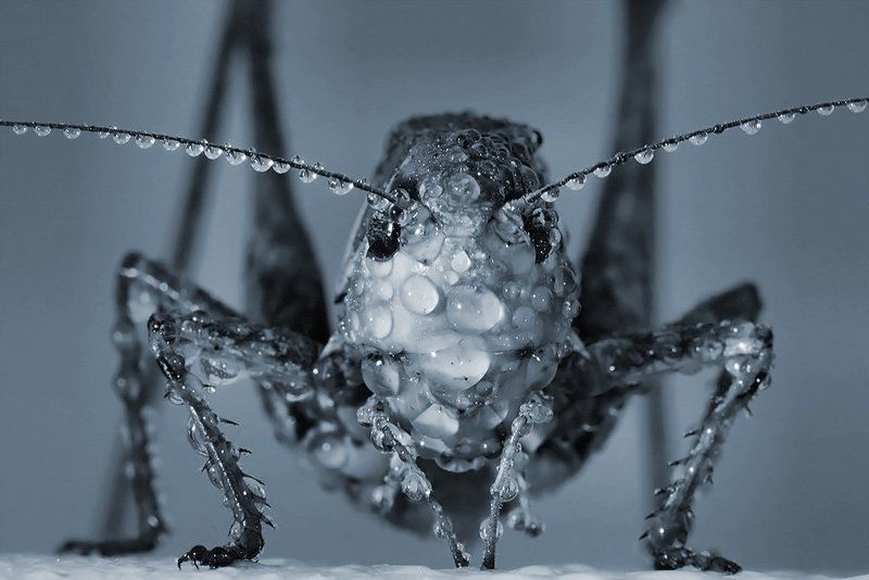 макро, роса Мокрыйphoto preview