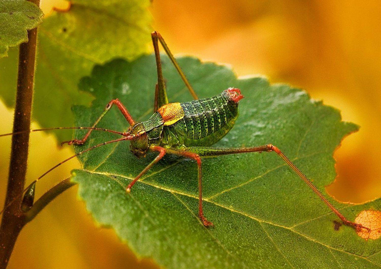 , Курочкин Валерий
