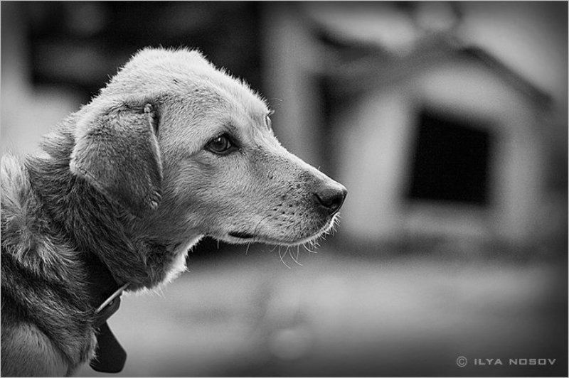 Грустная собакаphoto preview