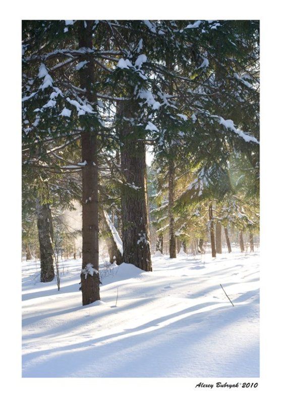 лес, зима, россия, север photo preview