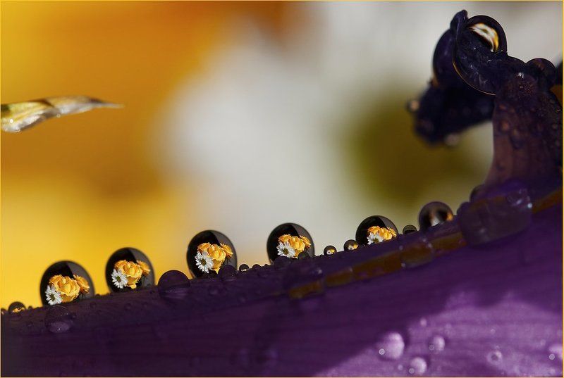 Каплиphoto preview