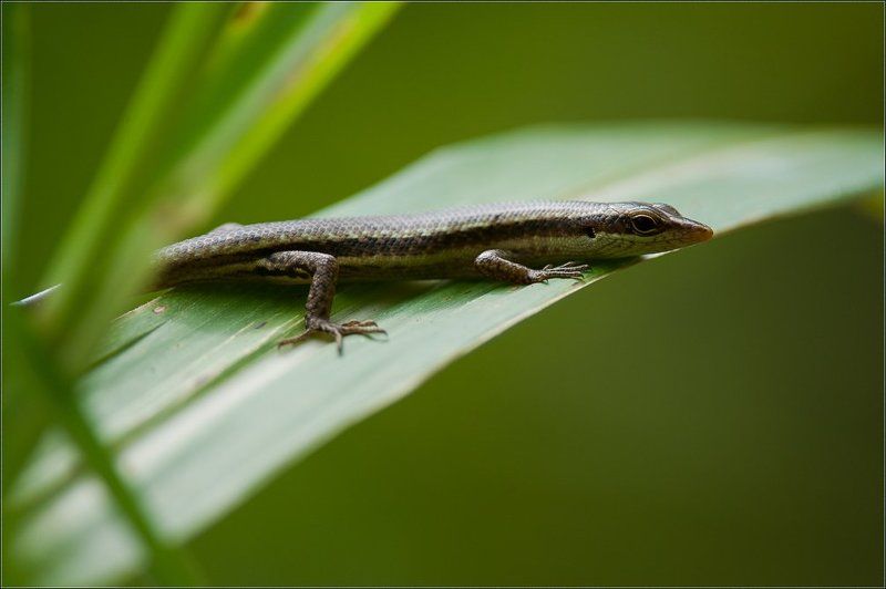 сейшелы,ла диг,ящерица, Это её мирphoto preview