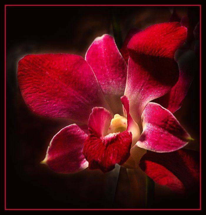 ***. Автор: Юлия Чекмарева , Юлия Чекмарева