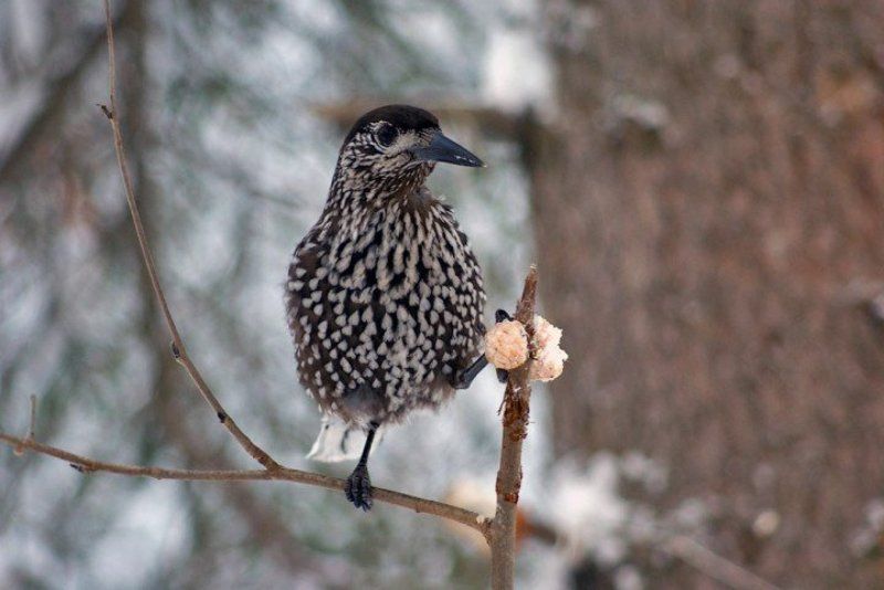 зима, птица, кедровка, сало Пернатая украинкаphoto preview