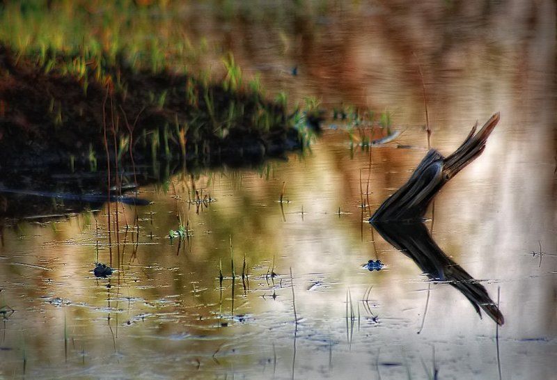 лягушки, болото Лягушачье царство.photo preview
