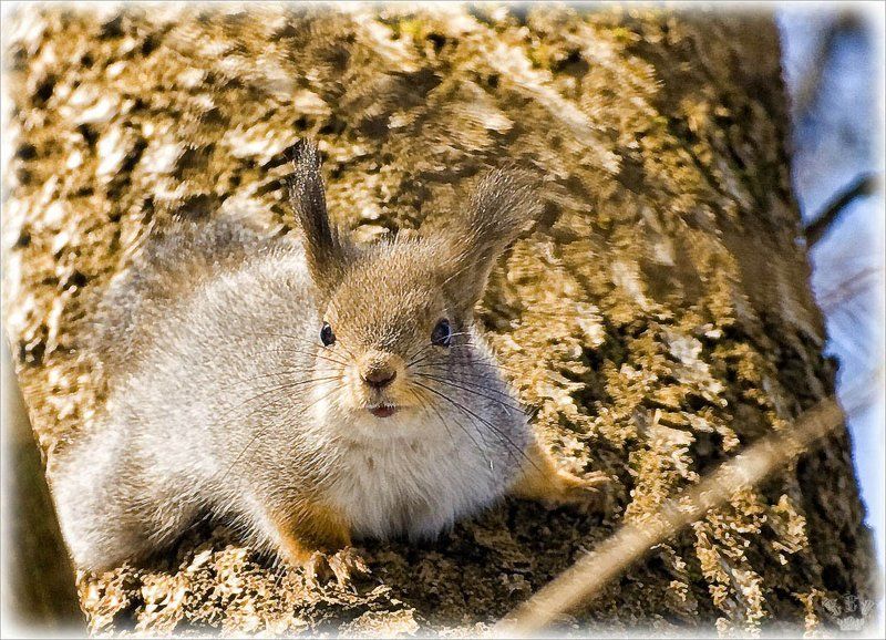 vvs, белки Московские белки.photo preview
