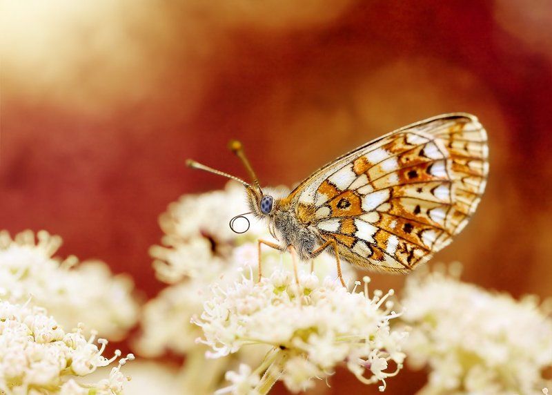 Этюд в коричневых тонах фото превью