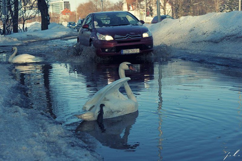 лебедь машина Swan and cold metalphoto preview