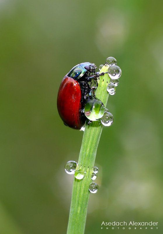 макро, жук, роса, утро Утроphoto preview