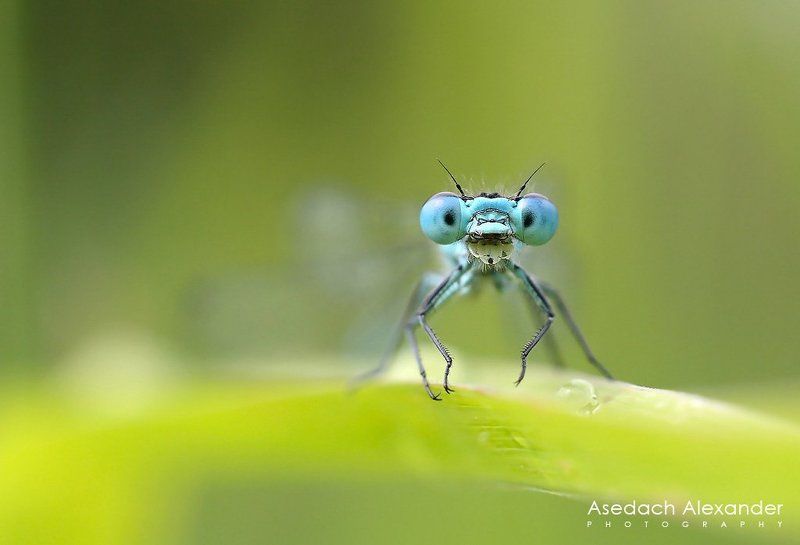 Глаза в глазаphoto preview