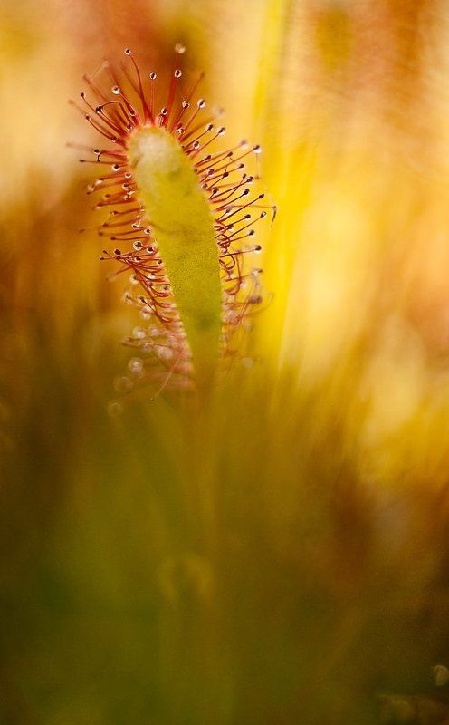 росянка, липучка, макро,цвет Игра с цветомphoto preview