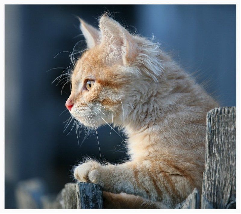 Инстинкт...photo preview