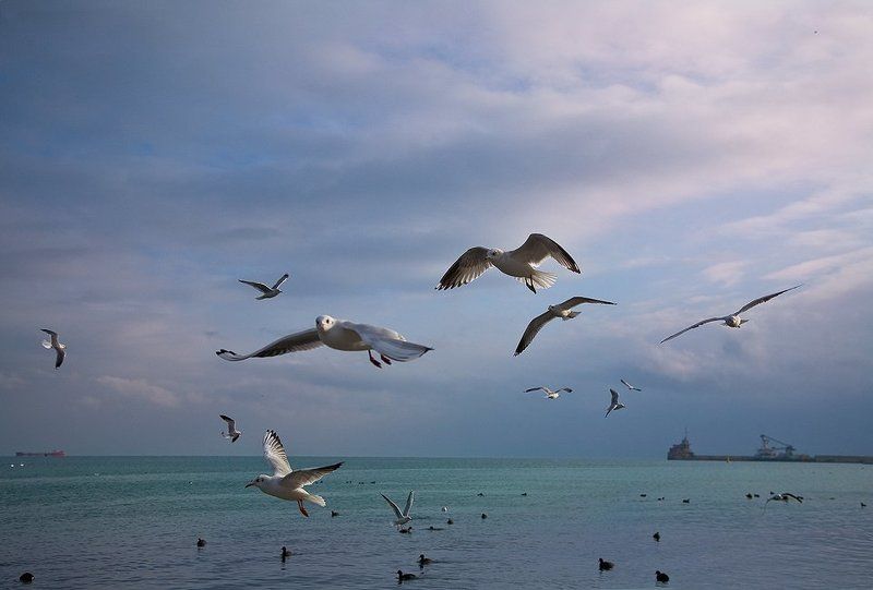 феодосия, порт,  чайки В нашем порту, чайки ловили хлеб на лету... vol 4.photo preview