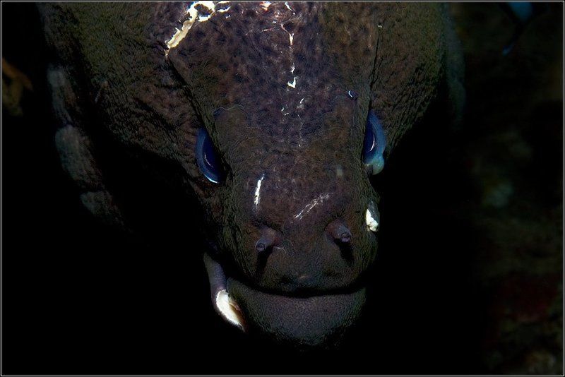 Бывалыйphoto preview